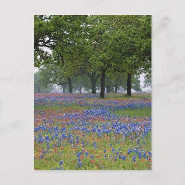 Postal Texas, Texas Hill Country, pincel de Texas y (Anverso)