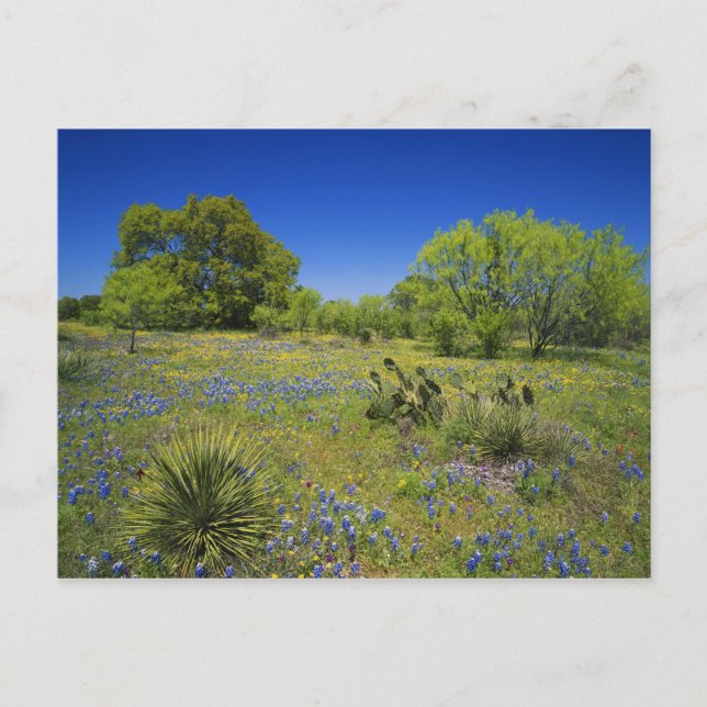 Postal Texas, Texas Hill Country, Vejiga baja, (Anverso)