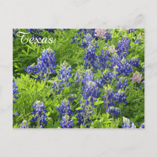 Postal Texas Wildflower Postcard-Texas Bluebonnets