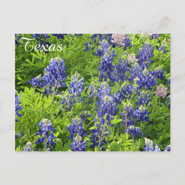 Postal Texas Wildflower Postcard-Texas Bluebonnets (Anverso)