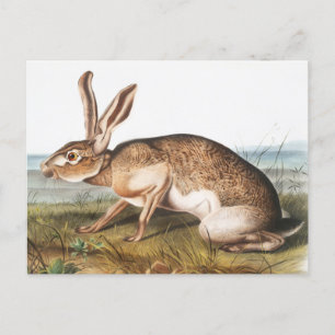 Postal Texian Hare (Lepus Texianus) Ilustracion de conejo