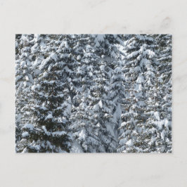 Postal Textura de abeto nevado