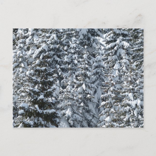 Postal Textura de abeto nevado (Anverso)