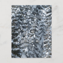 Textura de árbol de abeto nevado