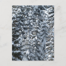Postal Textura de árbol de abeto nevado