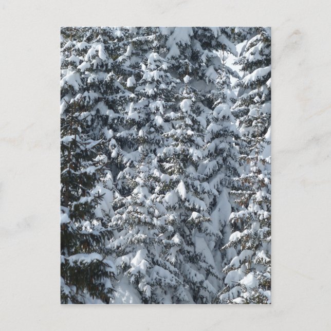 Postal Textura de árbol de abeto nevado (Anverso)