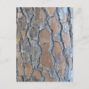 Postal Textura de corteza de árbol