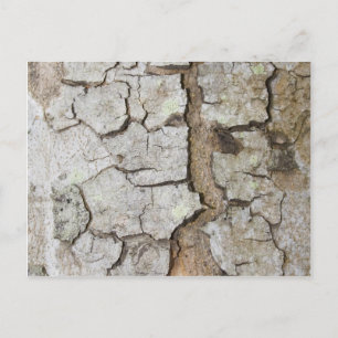 Postal Textura de corteza de árbol