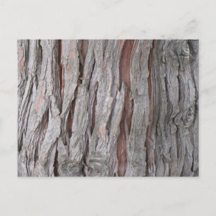 Postal Textura de corteza de árbol de cedro
