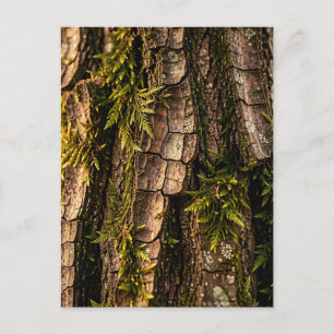 Postal Textura de corteza de árbol musgoso del bosque
