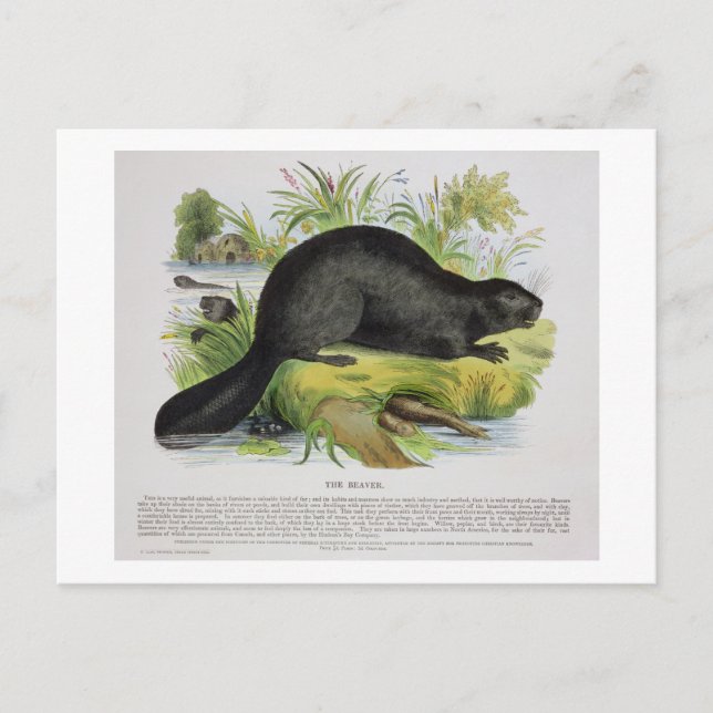 Postal The Beaver, un pub de ilustracion educativo. cerca (Anverso)