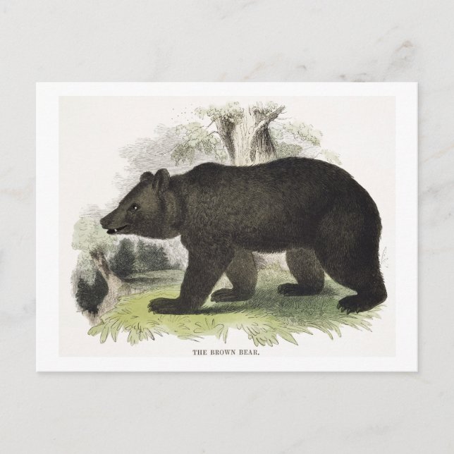 Postal The Brown Bear, pub de ilustracion educativo. (Anverso)
