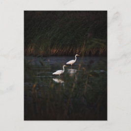 Postal The great egret (Ardea alba) birds