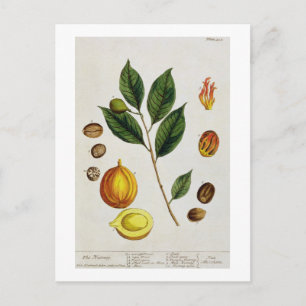 Postal The Nutmeg, plato 353 de "A Curious Herbal", pub