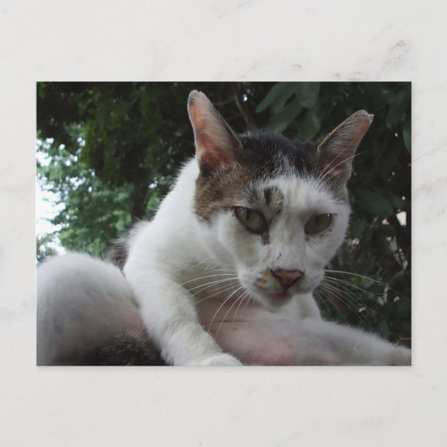 Postal The sharp, piercing gaze of a stray cat. (Anverso)