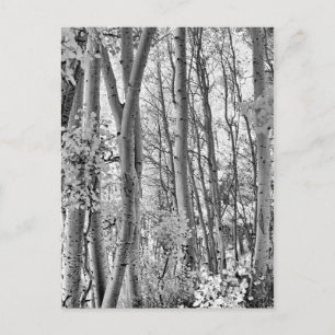 Postal Thicket