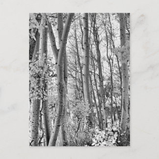 Postal Thicket