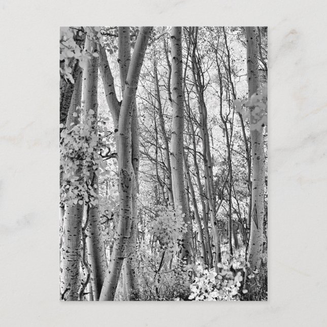 Postal Thicket (Anverso)