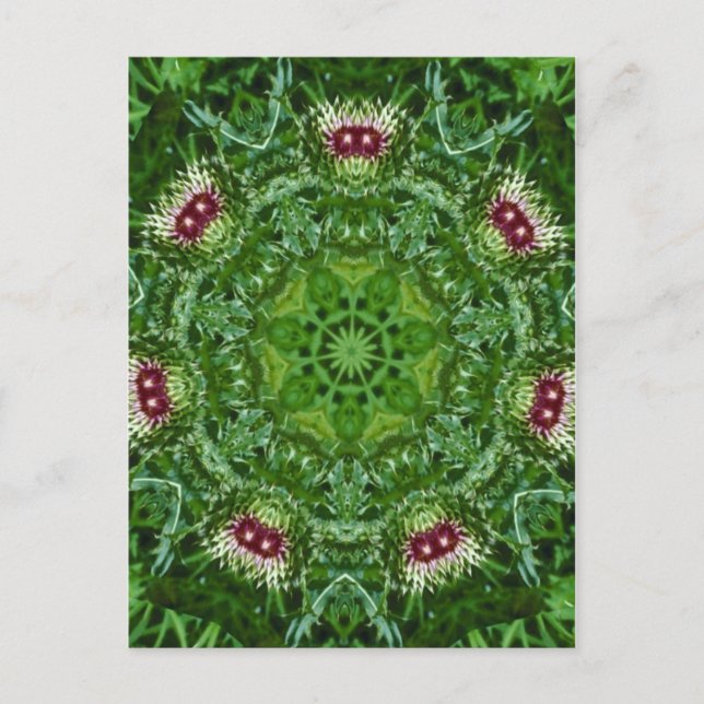 Postal Thistle Buds (Anverso)