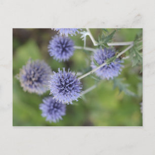 Postal Thistle - Destacándose de la multitud