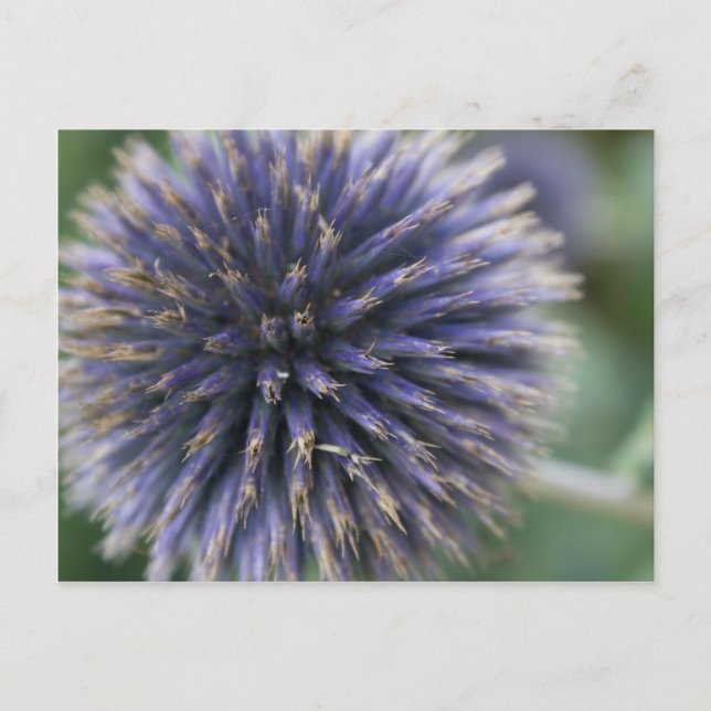 Postal Thistle escocés (Anverso)