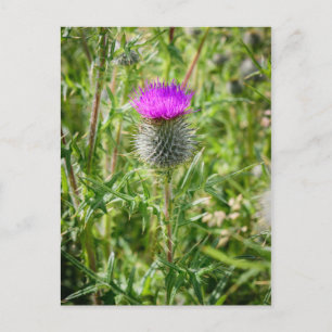 Postal Thistle escocés