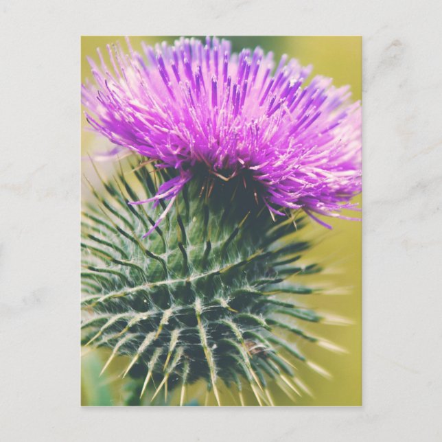 Postal Thistle escocés (Anverso)