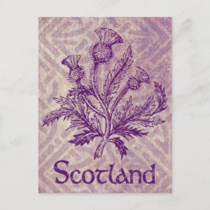 Postal Thistle escocés Morado Knot celta