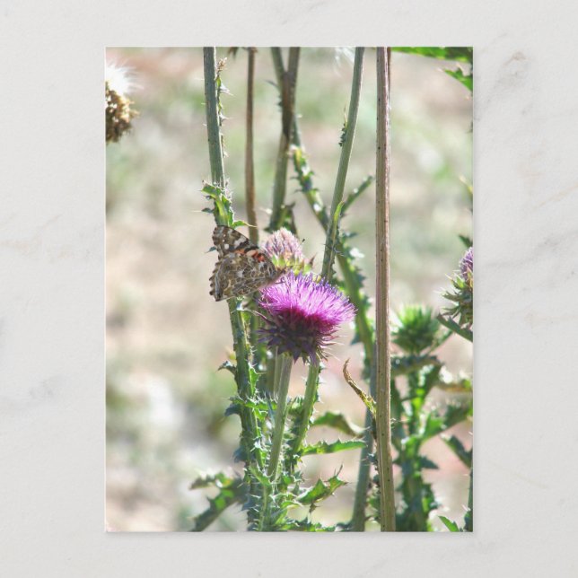 Postal Thistle Love (Anverso)