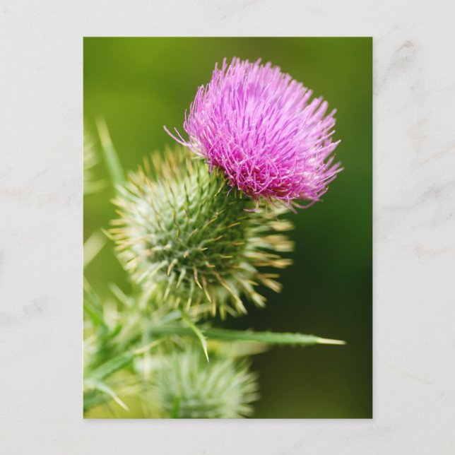 Postal Thistle morado de toro en flor (Anverso)