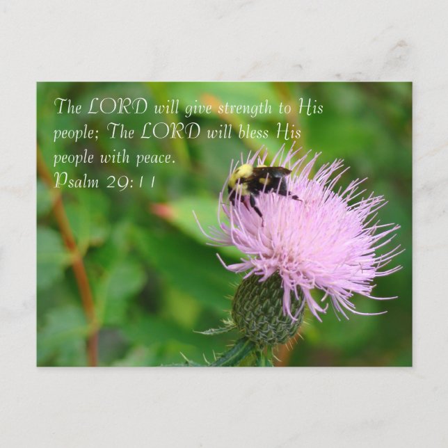 Postal Thistle Wildflower (Anverso)