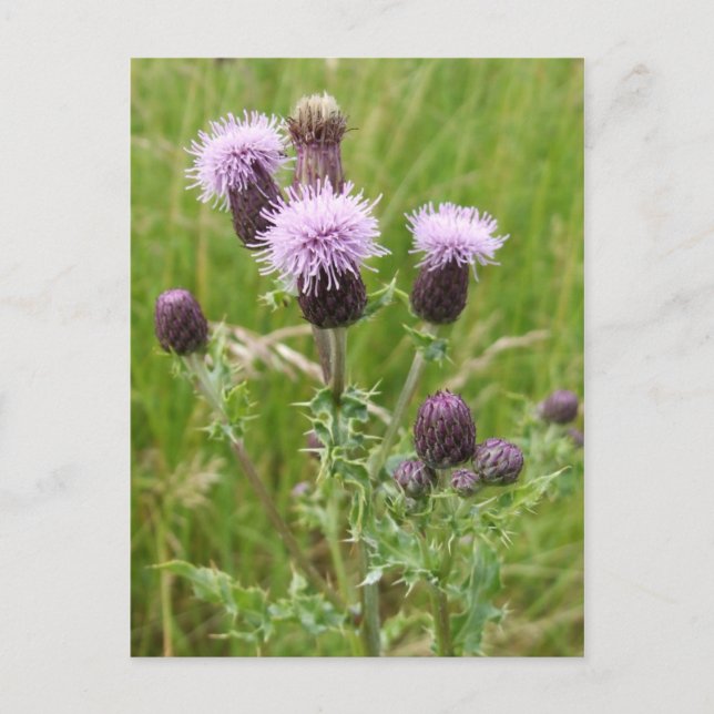 Postal Thistles (Anverso)