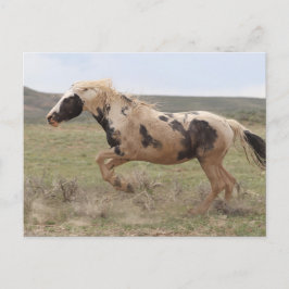 Postal Thor McCullough Peaks