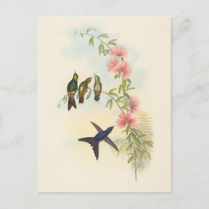 Postal Thornbill   John Gould