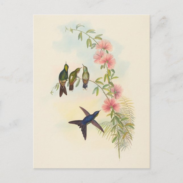 Postal Thornbill | John Gould (Anverso)