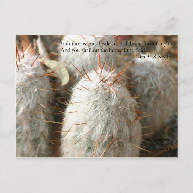 Postal Thorns (Anverso)