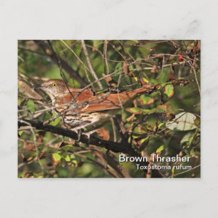 Postal Thrasher de Brown