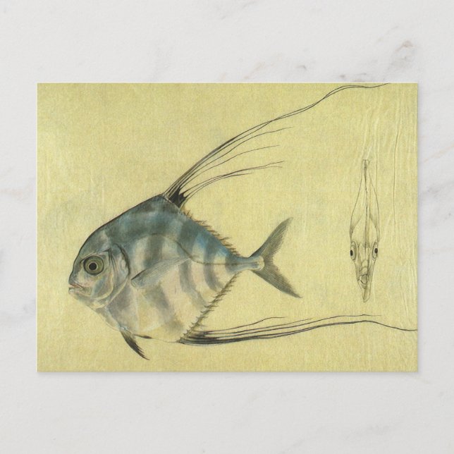 Postal Threadfin Trevally, pez pano africano (Anverso)