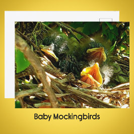 Postal Three Baby Mockingbirds in the Nest Wildlife Photo