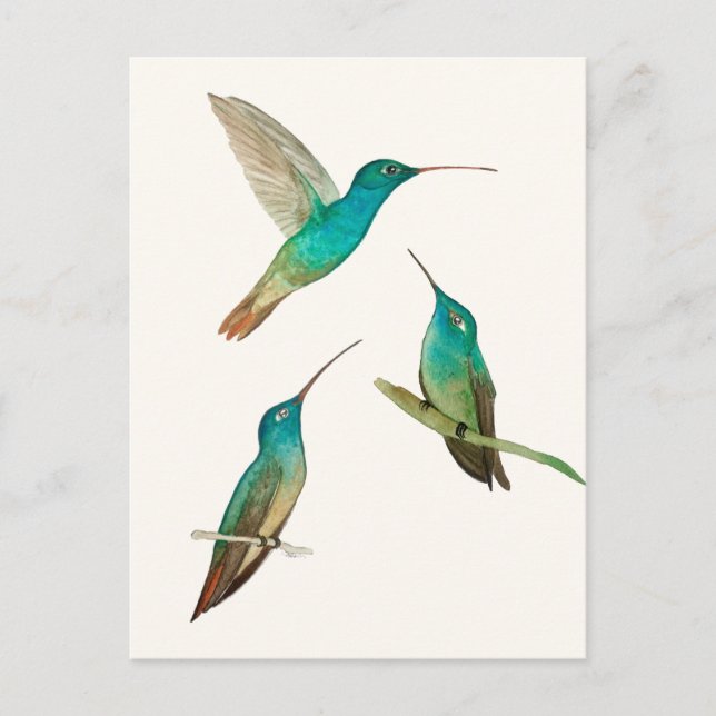Postal Three Hummingbirds  (Anverso)