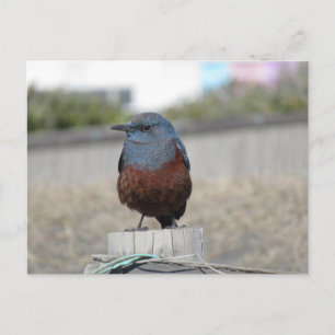 Postal Thrush de la Roca Azul