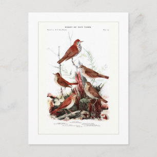 Postal Thrushes