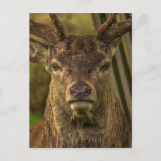 Postal Thug deer