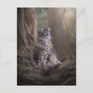 Postal Thula Postcard