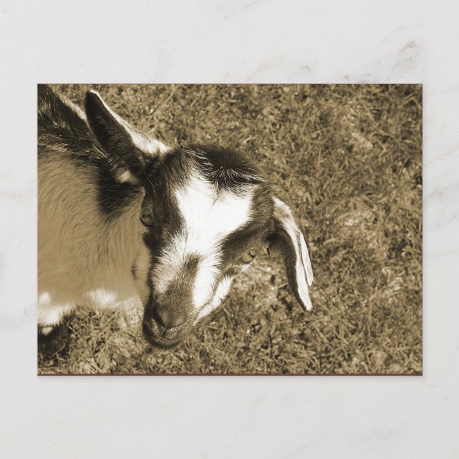 Postal Thumblina (Anverso)