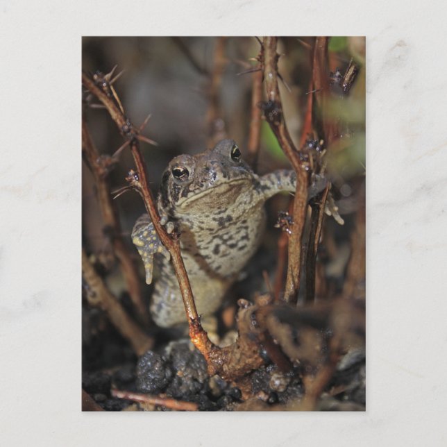 Postal Thumbs hacia abajo (Anverso)