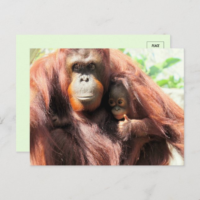 Postal Thumbs Up Orangutan Mom and Baby (Anverso / Reverso)