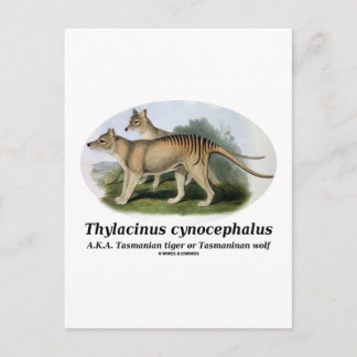 Postal Thylacinus cynocephalus (tigre o lobo de Tasmania)