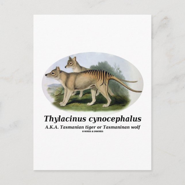 Postal Thylacinus cynocephalus (tigre o lobo de Tasmania) (Anverso)