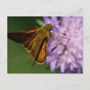 Postal Thymelicus lineola